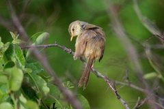Prinia subflava