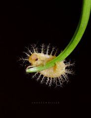 Epilachna paenulata