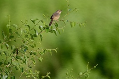 Cisticola erythrops