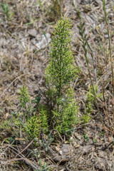 Colletia spinosissima