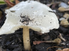 Melanoleuca verrucipes