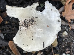 Melanoleuca verrucipes