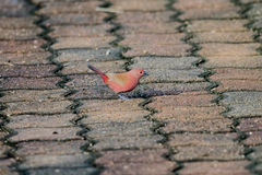 Lagonosticta rhodopareia