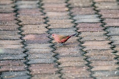 Lagonosticta rhodopareia