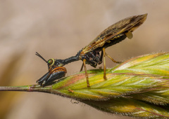 Paramantispa ambusta