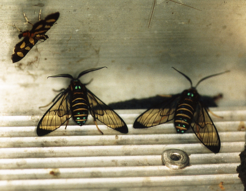 Cosmosoma flavita