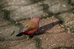 Lagonosticta rhodopareia