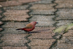 Lagonosticta rhodopareia