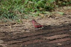 Lagonosticta rhodopareia