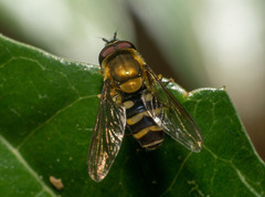 Syrphini