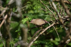 Lagonosticta senegala
