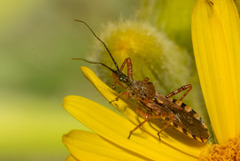 Reduviidae
