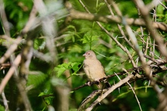 Lagonosticta senegala