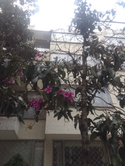 Meriania nobilis