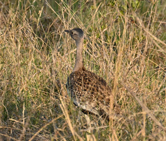 Eupodotis ruficrista