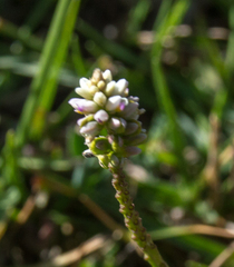 Polygala australis
