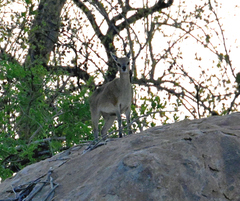 Oreotragus oreotragus