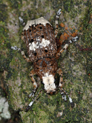 Platystomos albinus