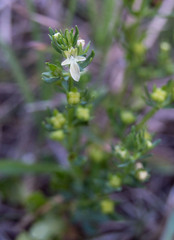 Teucrium cubense