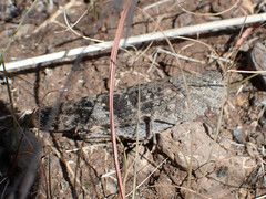 Scintharista notabilis