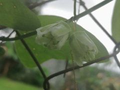 Passiflora biflora image