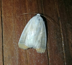 Bagisarinae