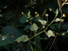 Sida cordata