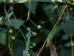 Sida cordata