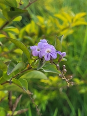 Duranta