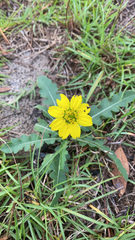 Berlandiera subacaulis