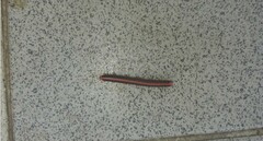 Helicorthomorpha holstii