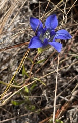Gentiana autumnalis