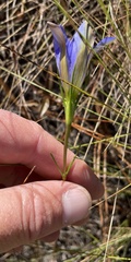 Gentiana autumnalis