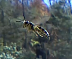 Vespinae
