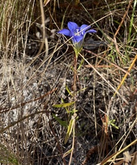 Gentiana autumnalis