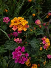 Lantana