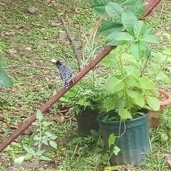 Thamnophilus doliatus