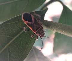 Graptostethus servus