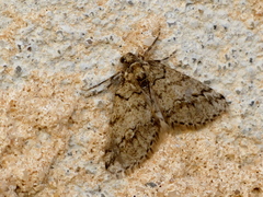 Tephronia lhommaria