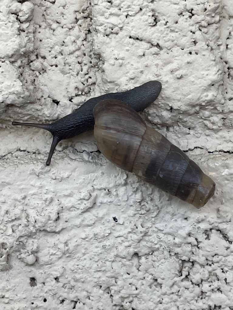 Decollate Snail from Palau Pl, Costa Mesa, CA, US on November 09, 2022