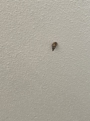 Drymaeus multilineatus