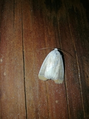 Bagisarinae