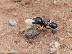 Messor barbarus