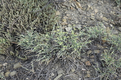 Ephedra monosperma