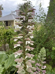 Acanthus