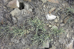 Ephedra monosperma