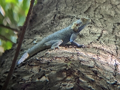 Agama mucosoensis