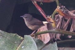 Myiothlypis fulvicauda