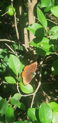 Biblis hyperia