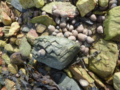 Littorina littorea